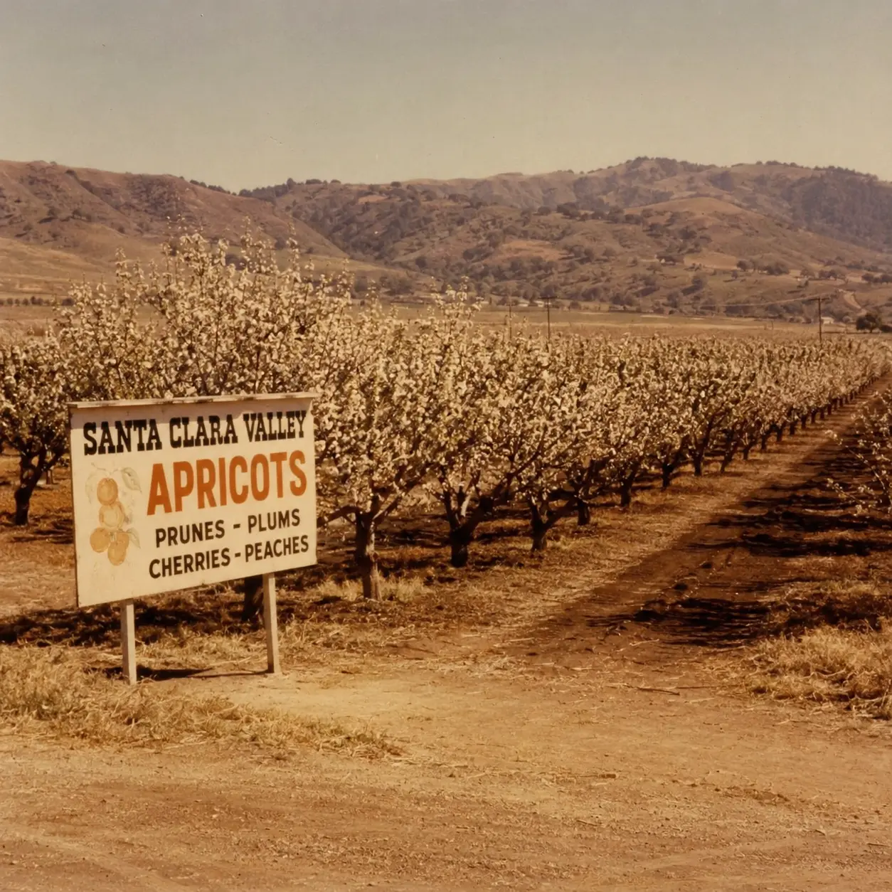A 1970s roadside sign reading Santa Clara Valley Apricots, Prunes, Plums, Cherries, Peaches, with orchard rows behind it